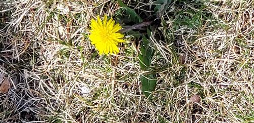 Dandelion Dandelion